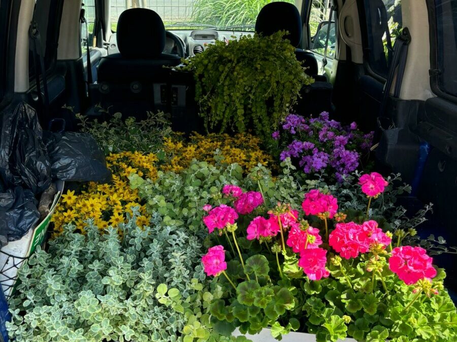 Wkład florystyczny z Centrum Ogrodniczego “Bajek”